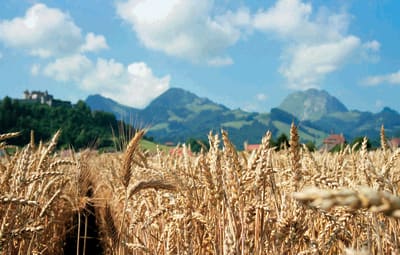 Souveraineté alimentaire