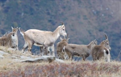 The Legend of the White Ibex