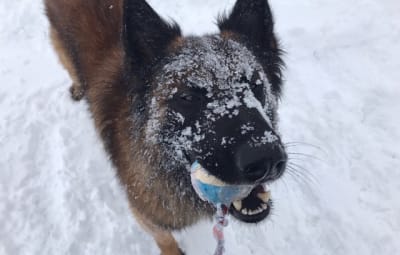 Lawinenhunde SM 2019