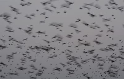 Bird swarms as an essay film