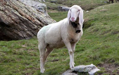 Conserver le Mouton de Saas