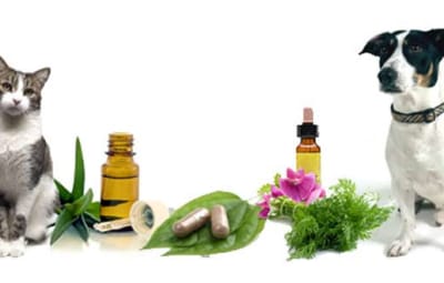 Naturopathe pour animaux