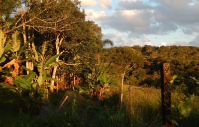 Brasilien - Land des Waldes