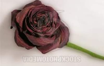 Die verdorrte Rose 