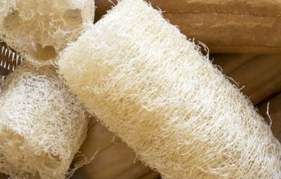 Culture écologique de Luffa