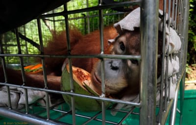 Enclosures for Orangutans