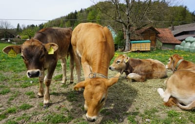 Neues Glück im Stall