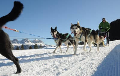 Rettet Huskystuff's Hunde