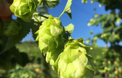 Brasser une bière locale 