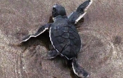 Save the turtles !