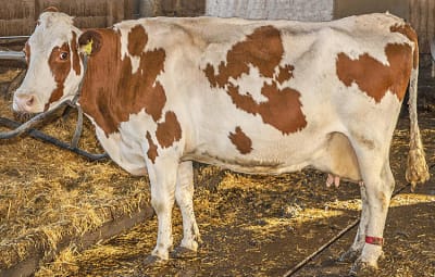 Cerisette darf weiterleben!