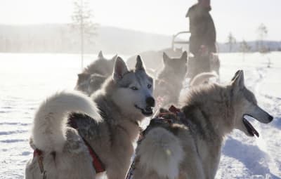 Un avenir pour les huskies