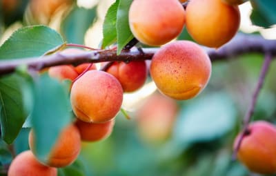 De nouveaux abricots pour JN