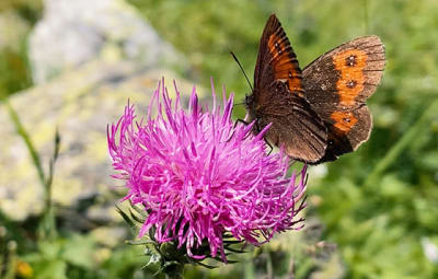 Décoller pour les insectes