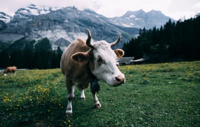 Localmente Svizzera