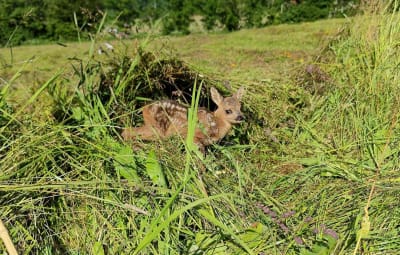 Rescue of Fawns in Neuchâtel