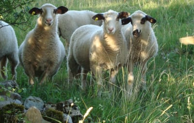 Parascolaire à la ferme