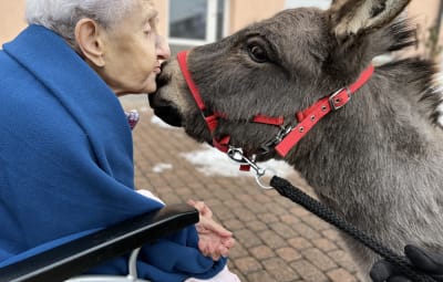 New bus for donkeys