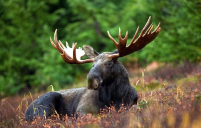 How do wild moose behave?