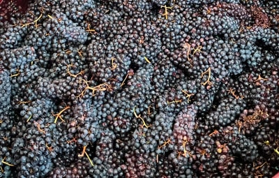 Tyalo, natural winegrower