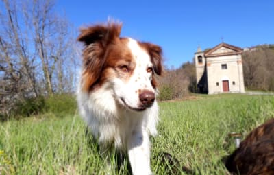 Operation für Lola