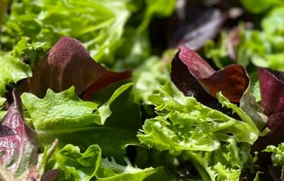 Potager de la Planche