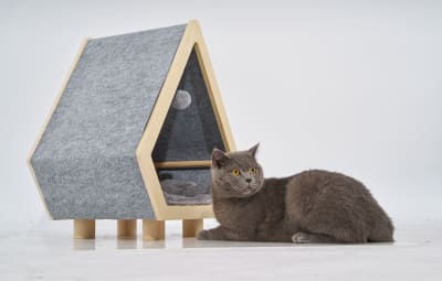 Catopardo Cathouse
