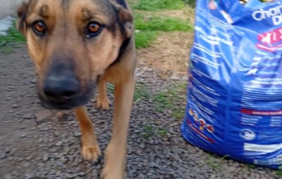 Hunde retten in Chile