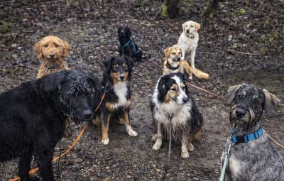 Mehr Komfort für Hunde