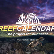 Reefcalendar – The project four our seas!