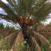 Organic Farm in Morocco‘s Desert