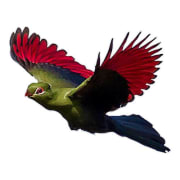 Turaco Filmproduktion