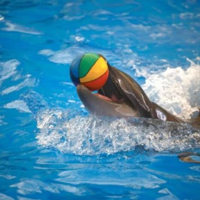 dolphinshowphuket
