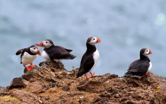 Der Papageitaucher der Lofoten.