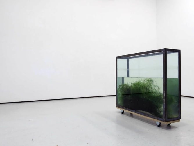 Laurine Landry «Macrophytes» 