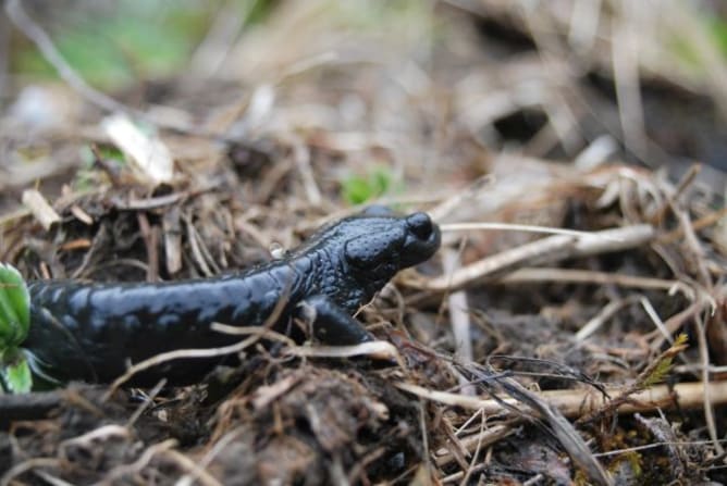 Alpensalamander