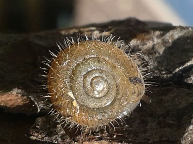 Laubhaarschnecke