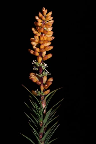 An inflorescence of the honeybush; here only single opercula have been removed by a skink (?)