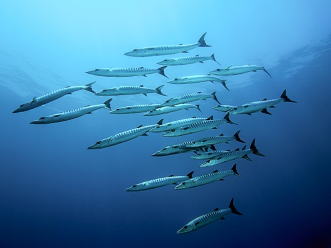 Barracudas at the Apo Reef (Philippines)