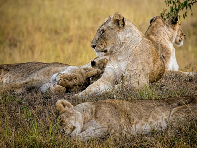 Trockene Savanne: Löwenrudel erwacht am frühen Morgen