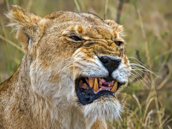 «Lion’s Mimic»: Elderly lion from Masai Mara, Kenya