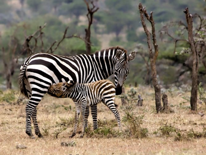 Trockene Savanne: Trinkendes Zebra Fohlen