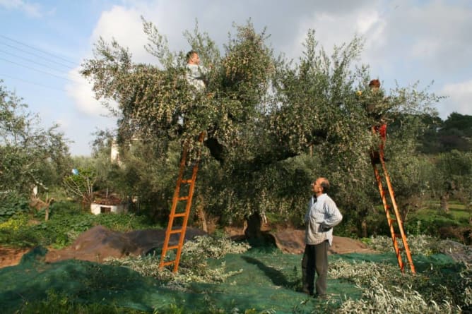 Von Familie Milionis beziehen wir unser Olivenöl direkt von der kleinen Insel Mani auf Griechenland