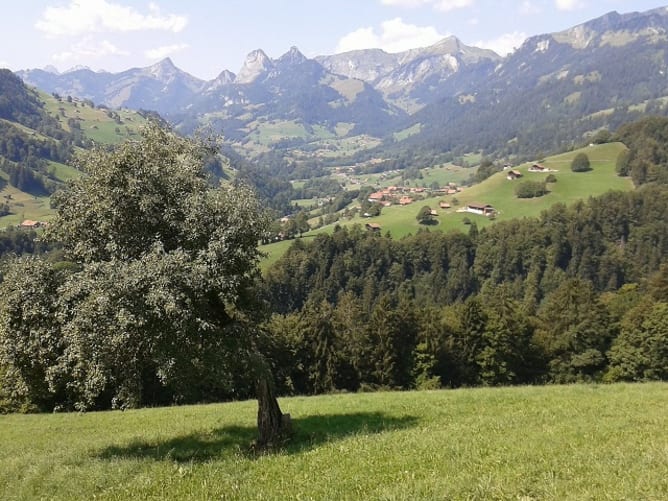 zu diesem Baum geht man gerne mal gucken..