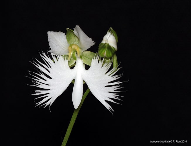 Pecteilis radiata (Asie)