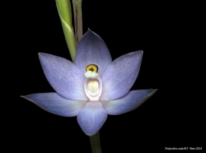 Thelymitra nuda (Australie)