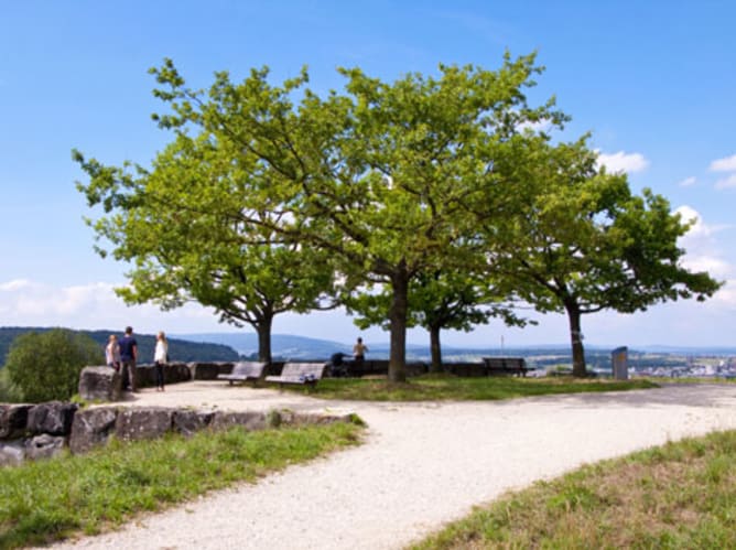 Oak trees with Terrace, Irchel Park.