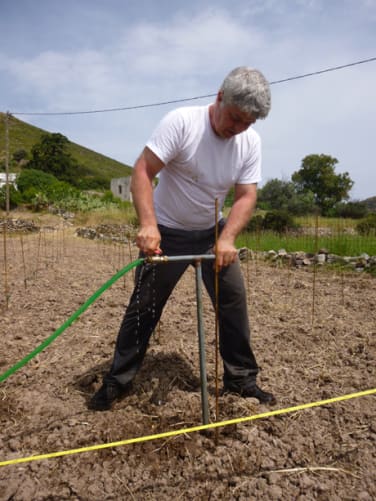 Tobia, plantation 2014