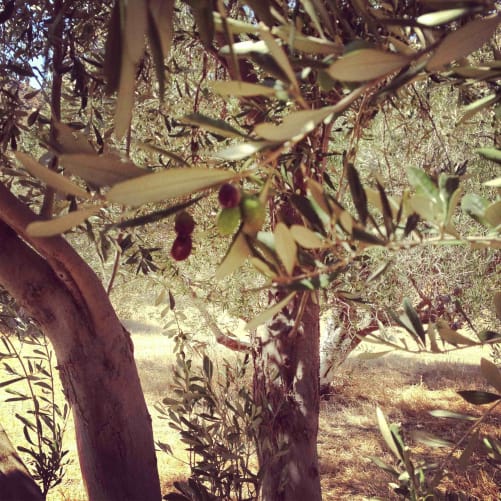 100 arbres plantés en 2012 et 80 arbres (certain sont centenaires!) 