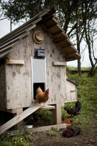 La maison des poules